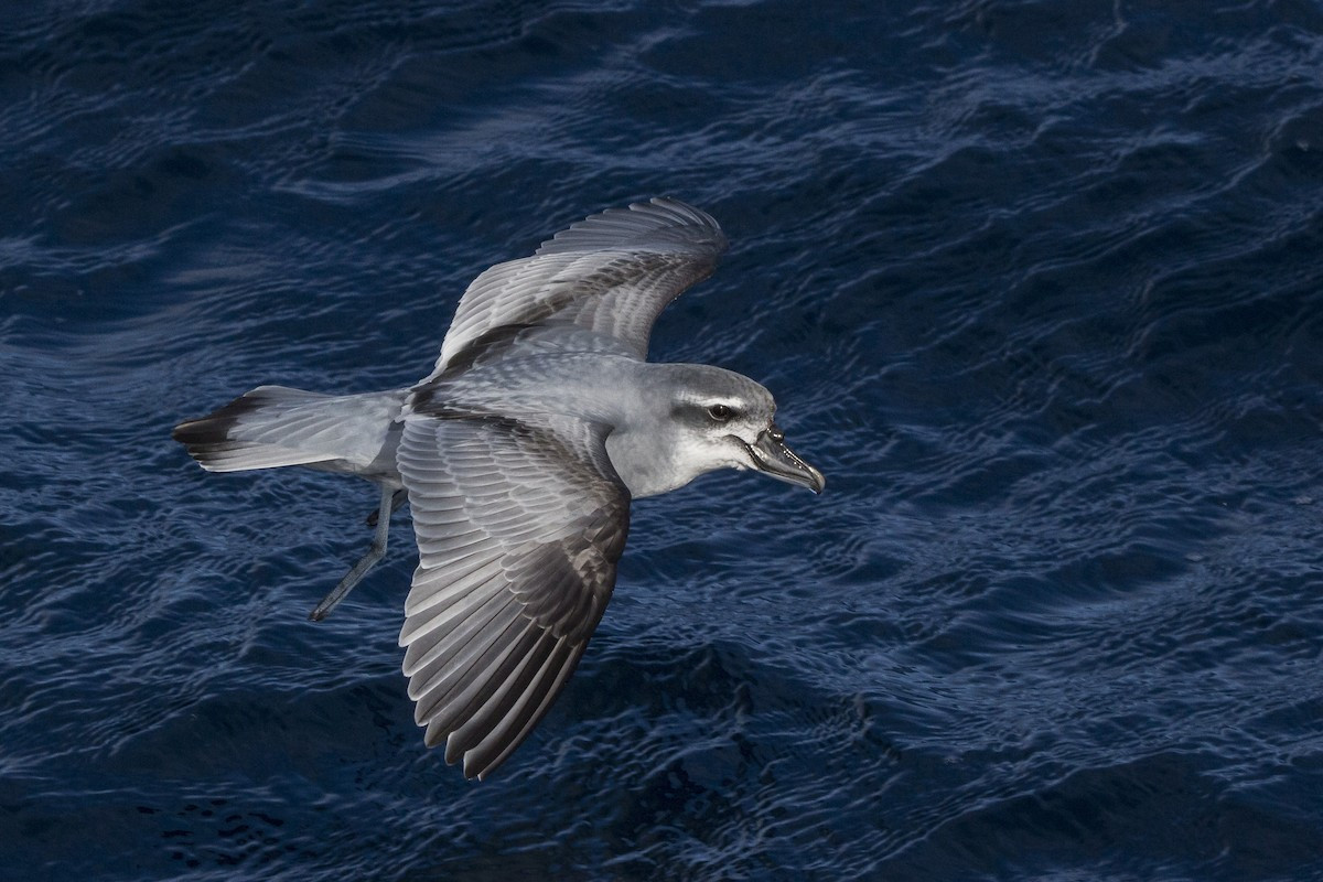 image Broad-billed Prion